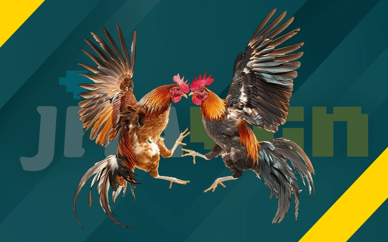 Explore exotic cockfighting bets and watch live fights on JitaWin.